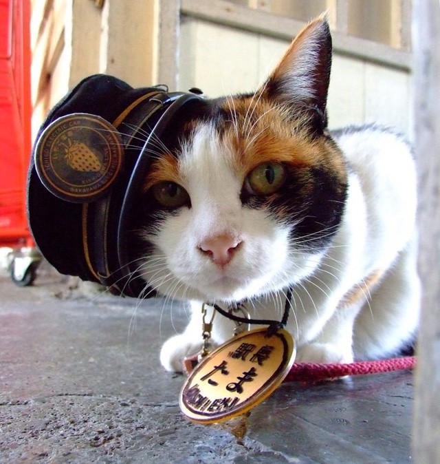 Tama: Từ con mèo hoang đến “trưởng ga tàu” nổi tiếng nhất cả nước, biểu tượng văn hóa đáng tự hào của Nhật Bản - Ảnh 3.