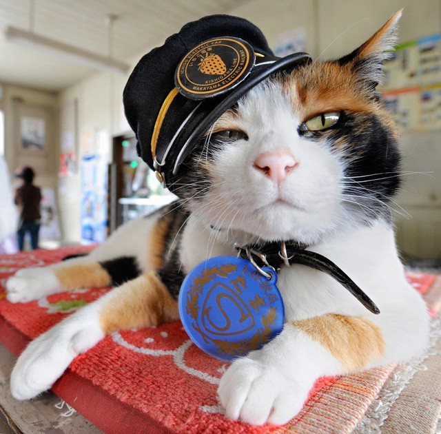 Tama: Từ con mèo hoang đến “trưởng ga tàu” nổi tiếng nhất cả nước, biểu tượng văn hóa đáng tự hào của Nhật Bản - Ảnh 2.