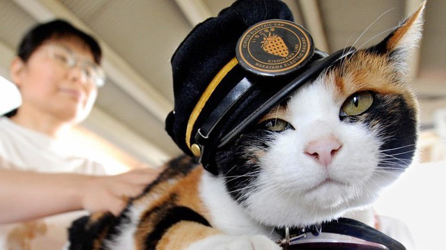 Tama: Từ con mèo hoang đến “trưởng ga tàu” nổi tiếng nhất cả nước, biểu tượng văn hóa đáng tự hào của Nhật Bản - Ảnh 1.